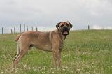 CANE CORSO 1333